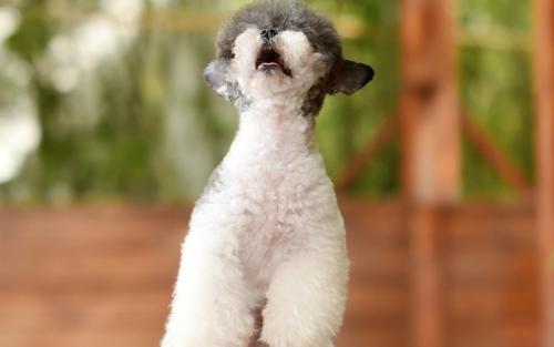 ÈÕ±¾ÔÝÍ£Åú×¼Íâ¹úÈËÈë¾³ ÖÐÓ¢¼ä¶¨ÆÚ¿ÍÔ˺½°àÔÝÍ£