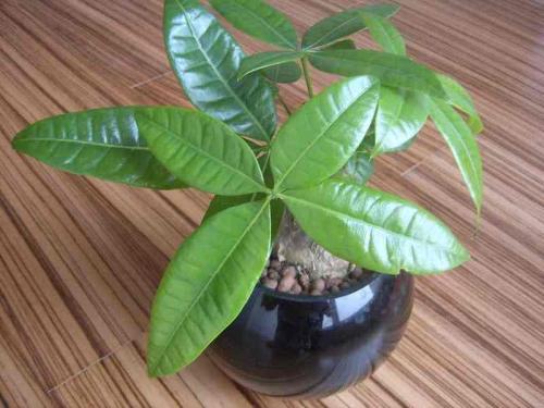 й½ϳƫ ȫůorȫ䣿