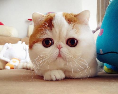 й½ϳƫ ȫůorȫ䣿